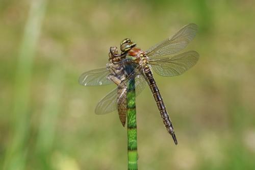 Réf. 300 769 : Brachytron pratense